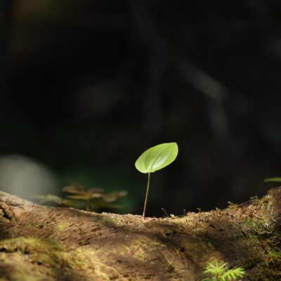 MI Isle Royale National Park - 2025-0706, _Alone In The Dark_ (REDUCED DPI) MI Isle Royale National Park - 2025-0706, _Alone In The Dark_ (REDUCED DPI)